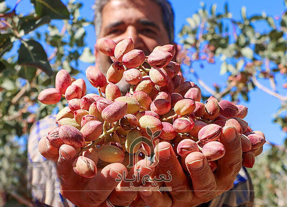 انواع پسته دامغان؛ آشنایی با مهم‌ترین ارقام تجاری