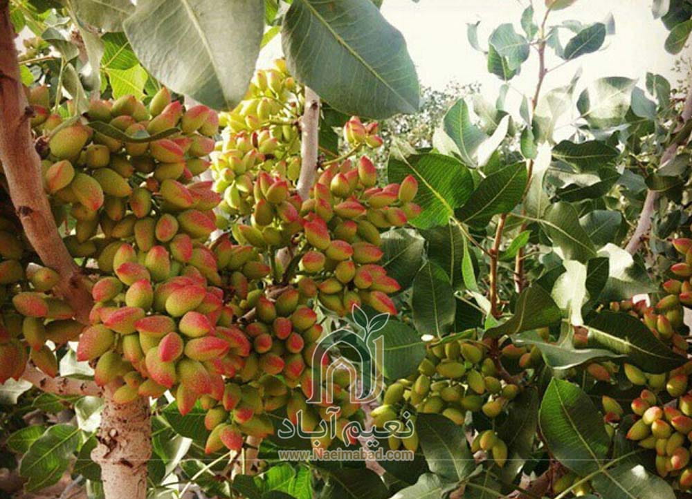 تاریخچه پسته؛ میراثی کهن از قلب فلات ایران