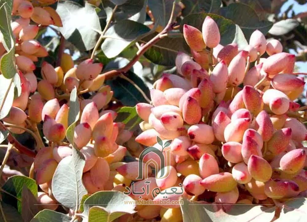 دامغان؛ یکی از قدیمی‌ترین مراکز باغداری پسته